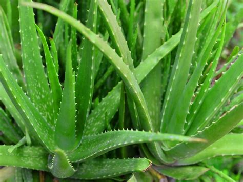 5 Bahan Alami Hilangkan Kilap Culun di Kulit Berminyak 5 Bahan Alami Hilangkan Kilap Culun di Kulit Berminyak