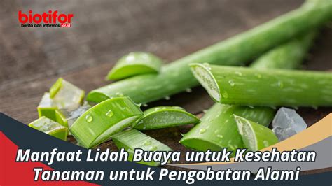 7 Cara Merawat Tubuh dengan Bahan Alami: Glowing Alami Tanpa Ribet! 7 Cara Merawat Tubuh dengan Bahan Alami: Glowing Alami Tanpa Ribet!