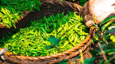 7 Cara Merawat Tubuh dengan Bahan Alami: Glowing Alami Tanpa Ribet! 7 Cara Merawat Tubuh dengan Bahan Alami: Glowing Alami Tanpa Ribet!